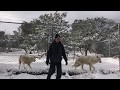 Feeding 70 Wolves on Christmas Day