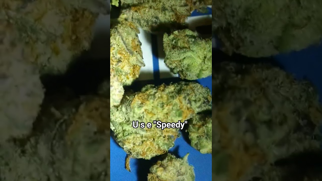 Garlicane 🔥 from Canna Cured 🎄🎄 THCA FLOWER REVIEW 💯💯 