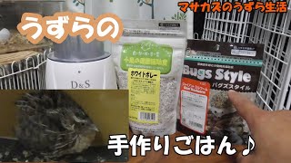 うずらの食い付き抜群！カルシウム補給ができるオリジナルフードを作ってみた