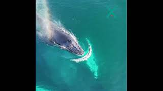 Okyanusun Devleri Yavrularını Nasıl Besliyor? 🐋