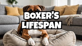 Why Boxers are DYING So Young (Boxers Lifespan Analysis)