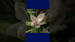 Plants That Grow Where Diamonds Are Found