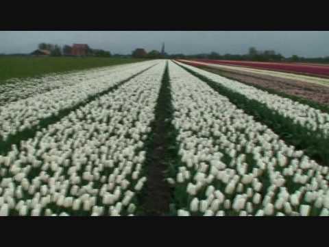 Video: Kun je tulpen in bloei verplanten?