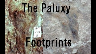 Do the Paluxy River Tracks prove Dinosaurs and Humans coexisted?