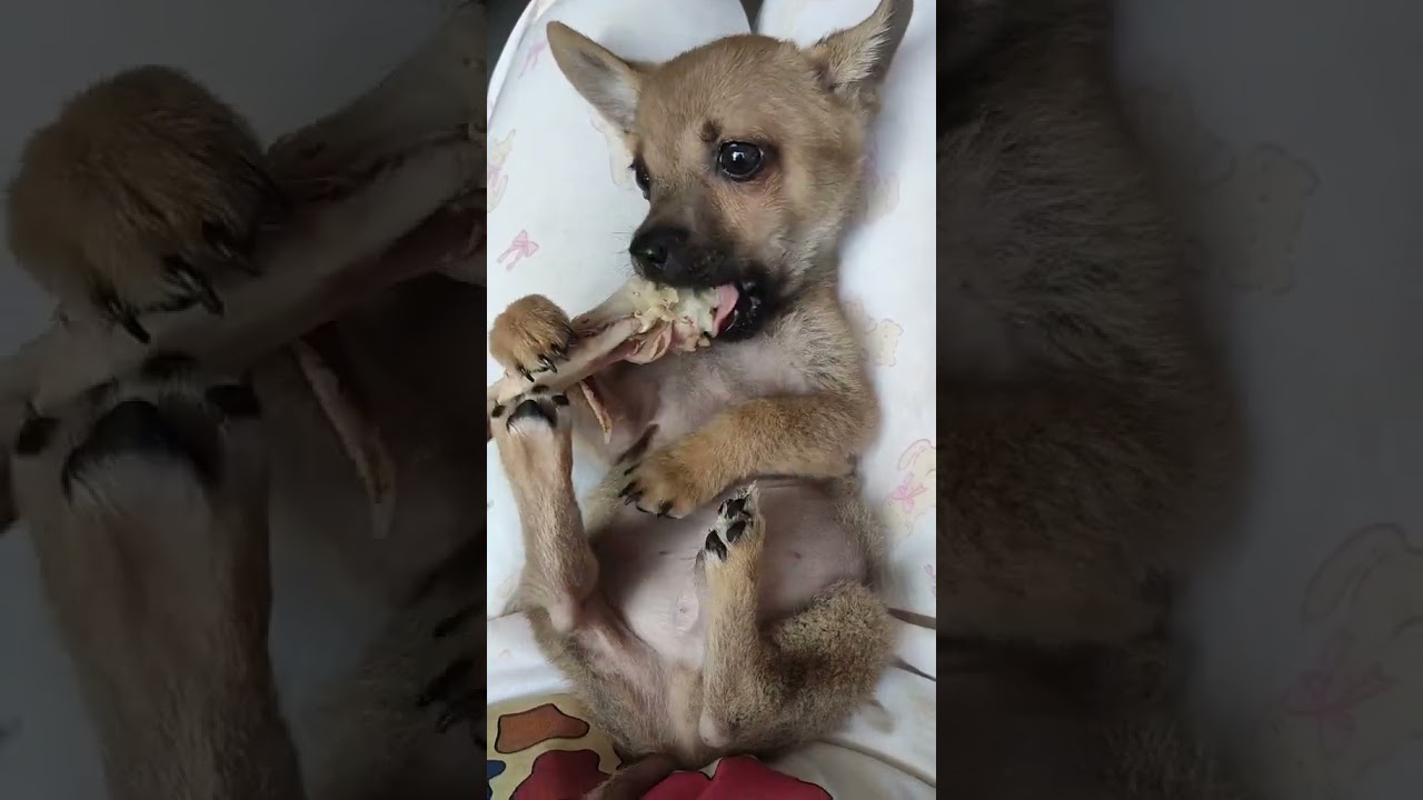 He got angry when he couldn't chew the bones. Can puppies eat chicken bones