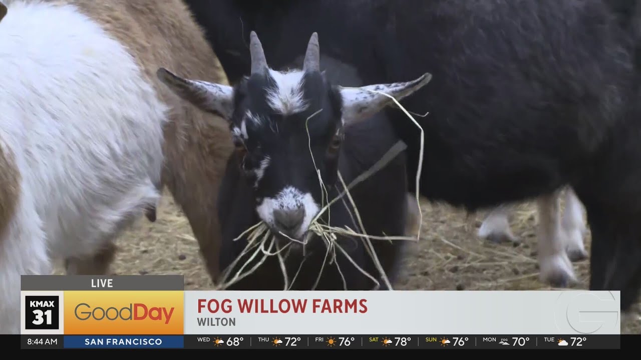 Fall Fun at Fog Willow Farms!