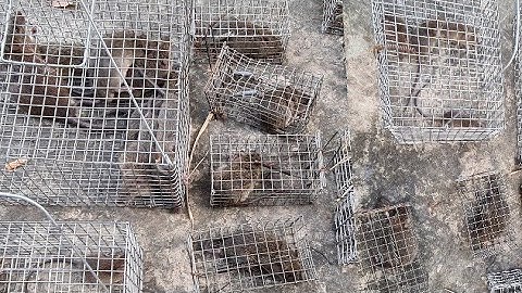 Bẫy Chuột Đồng Miền Tây Ra trận 50 cái lòng chuẩn bị vào mùa nước lũ | Linh đức huệ vlog