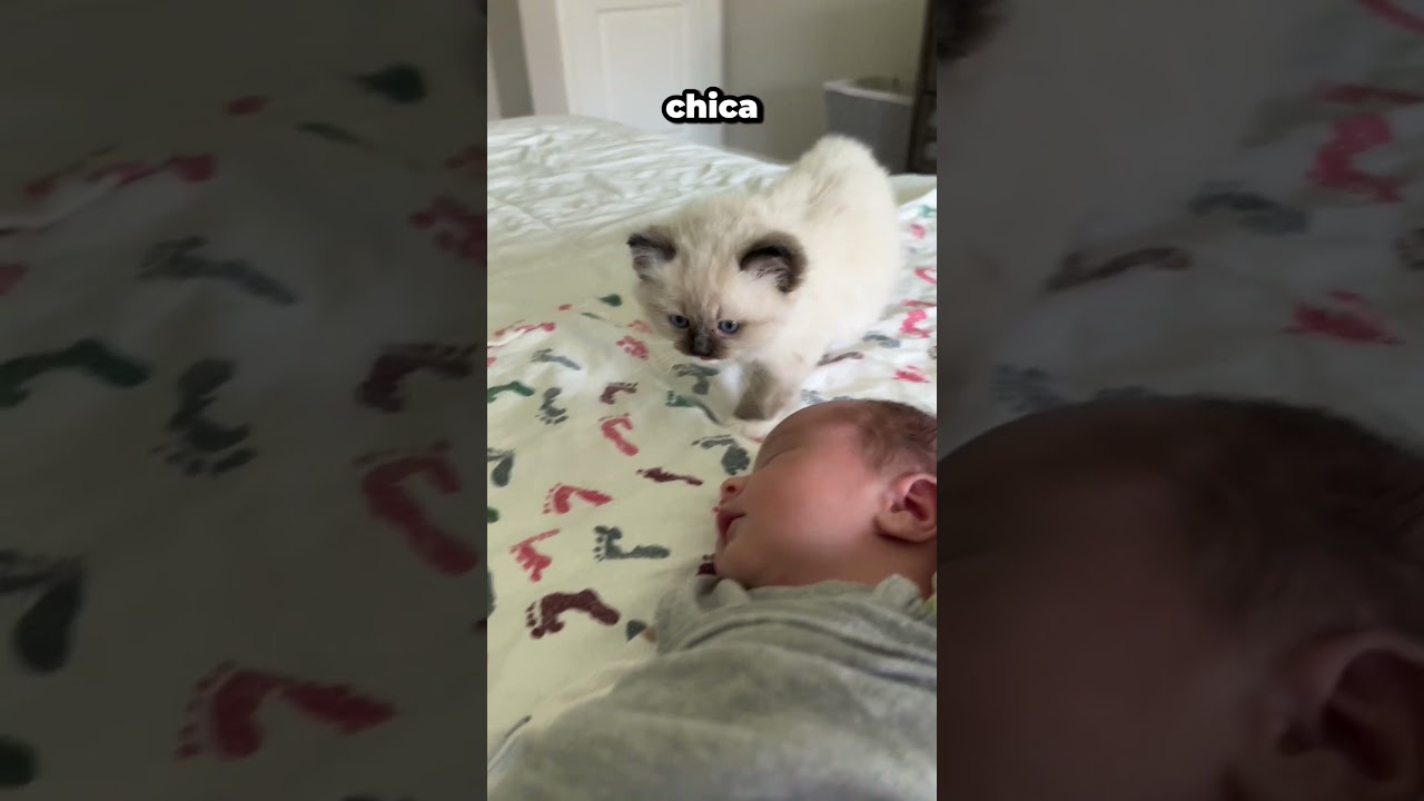 ¡Mira cómo esta gatita protege a su amigo!