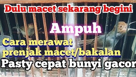 tips jitu cara merawat prenjak macet/bakalan cepat berbunyi gacor