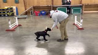 All Peaks With 'Valli' 16 Wk Giant Schnauzer #PersonalProtection #Dog #TrainedDogs #FamilySecurity