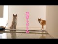 飼い主が次々といなくなった我が家…涙をぐっと堪えて健気に帰りを待つ柴犬に感動