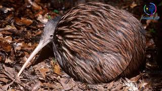 طائر الكيوي رمز نيوزيلاندا المنقرض طائر لا يطير ويمتلك خياشيم في انفه - عالم المعلومات