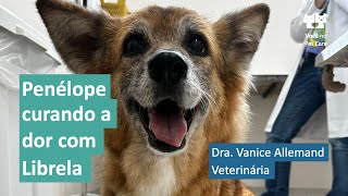 Você no Pet Care  Penélope, curando a dor com Librela  Dra. Vanice Allemand
