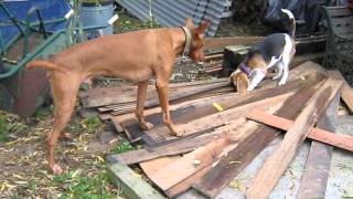 Paroo & Buster are convinced there is somthing nice under there !!!