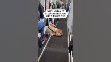 I am gonna take a nap right here 😴 Have you ever flown with your dog?#shorts  #dogs #dog