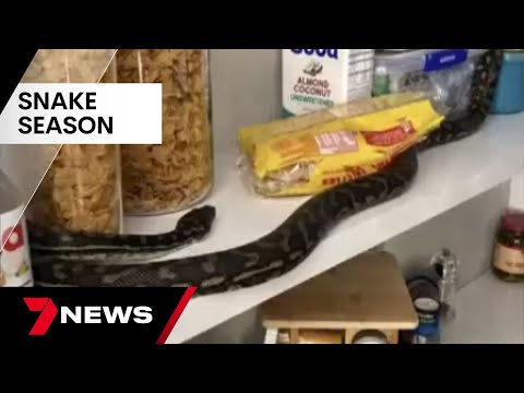 Australia's snake season is here | 7NEWS