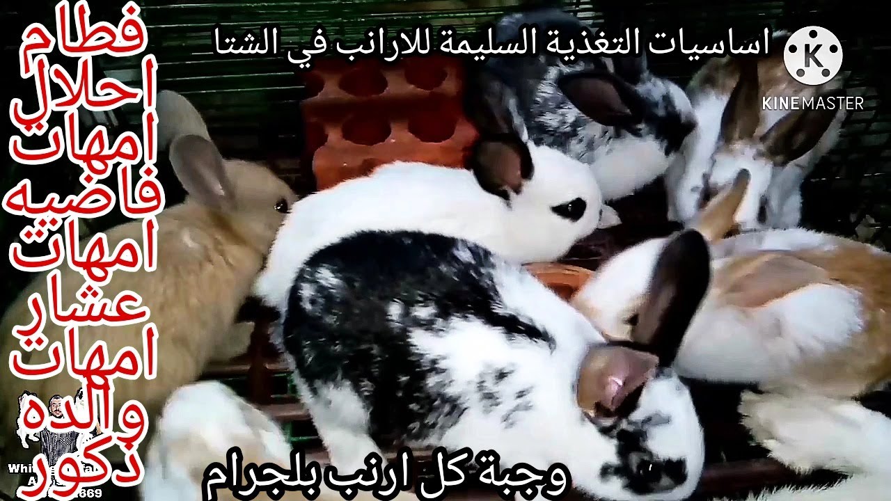 ايه هي الوجبة الي محتجها كل ارنب في الشتاء