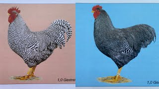 Амрокс и Плимоутрок#разница#Стандарт Амрокс#Различие цыплят в суточном возрасте#