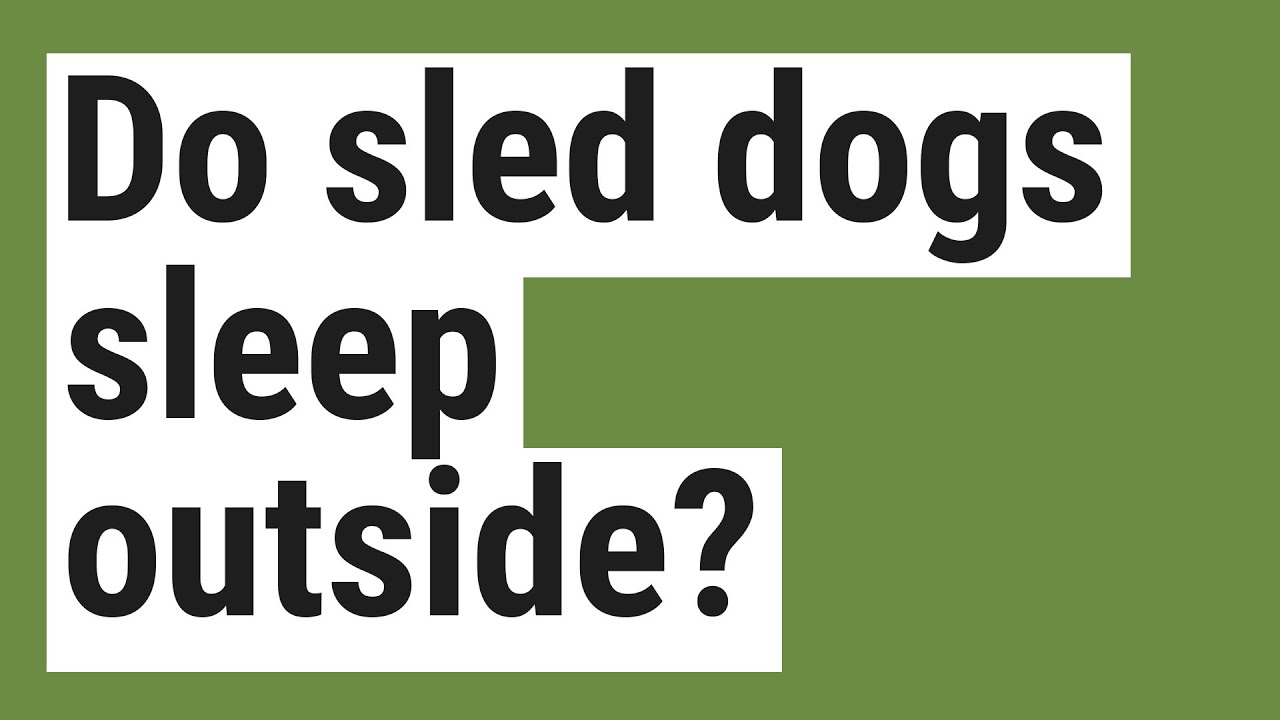 Do sled dogs sleep outside?