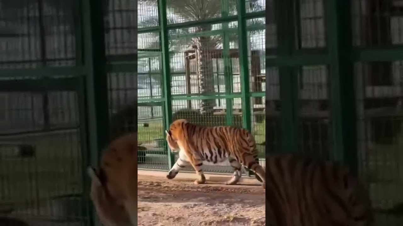Lion.vs.Tiger size comparison 
