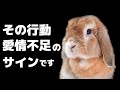 愛情不足のうさぎがする行動の見極め方7選!