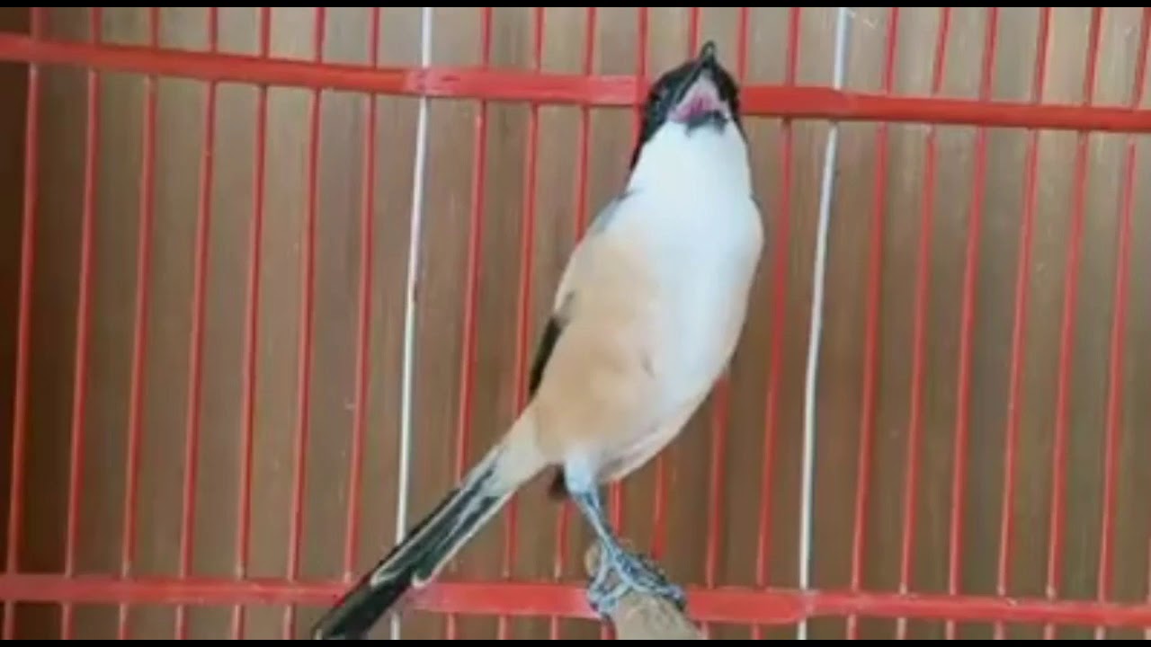 burung cendet gacor juara 