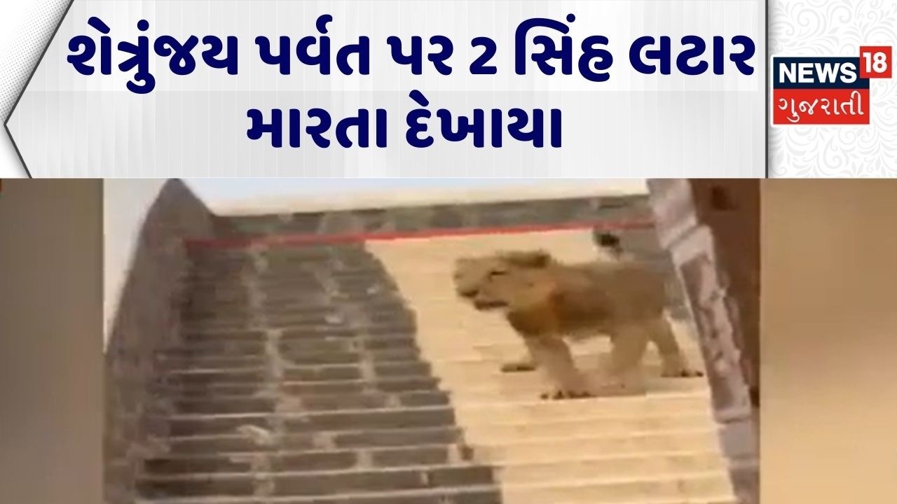 Bhavnagar Lion Video | શેત્રુંજય પર્વત પર 2 સિંહ લટાર મારતા દેખાયા | Lion Video | Forest Department