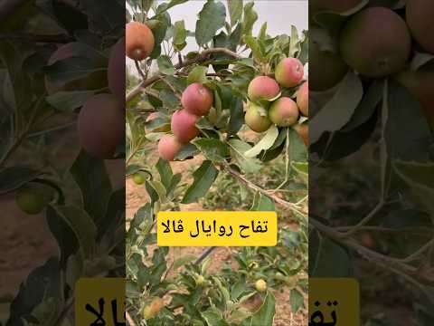    تفاح روايال ڨالا الفلاحة في الجزائر