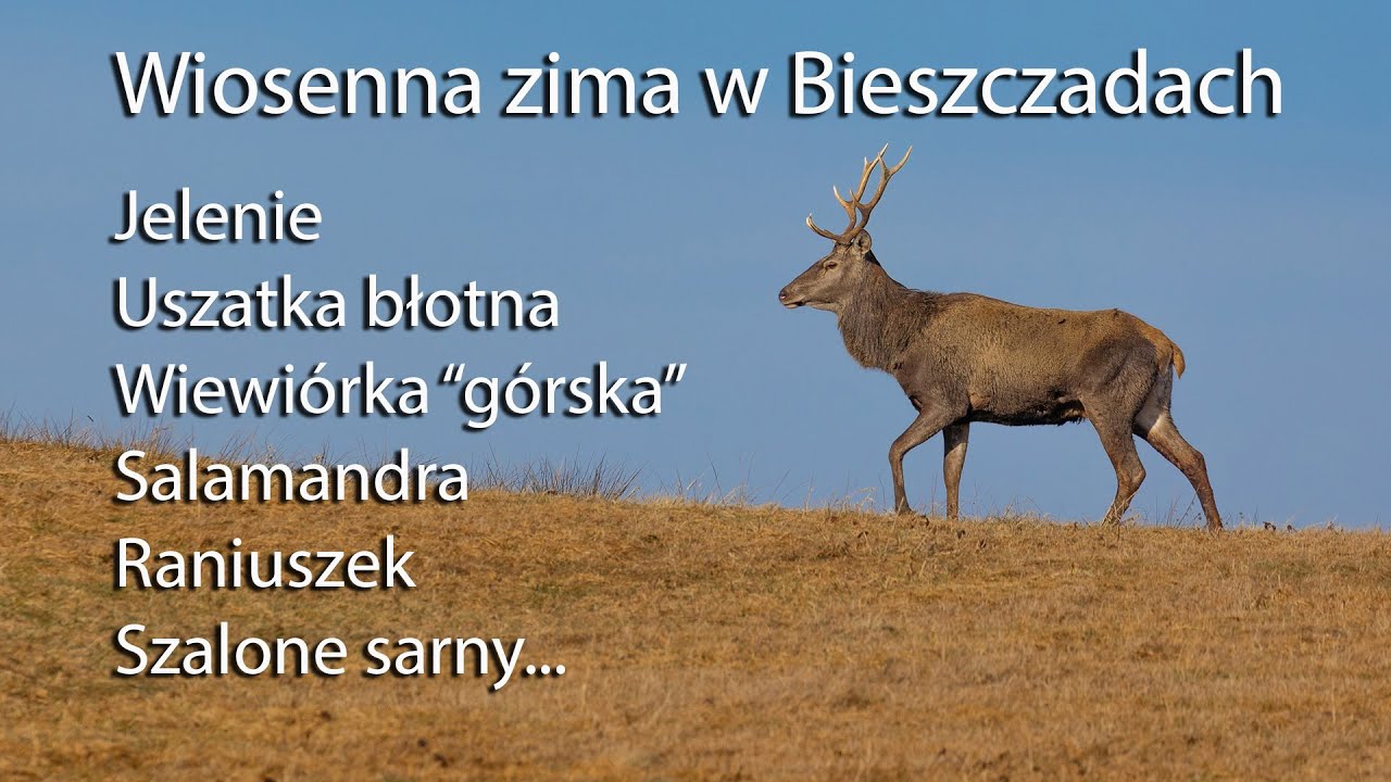 Wiosenna zima w Bieszczadach. Jelenie, sowa uszatka błotna, salamandra. Z życia fotografów przyrody