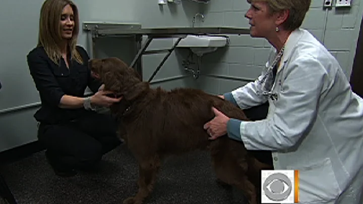The Early Show - Man's best friend: Key to brain cancer cure?