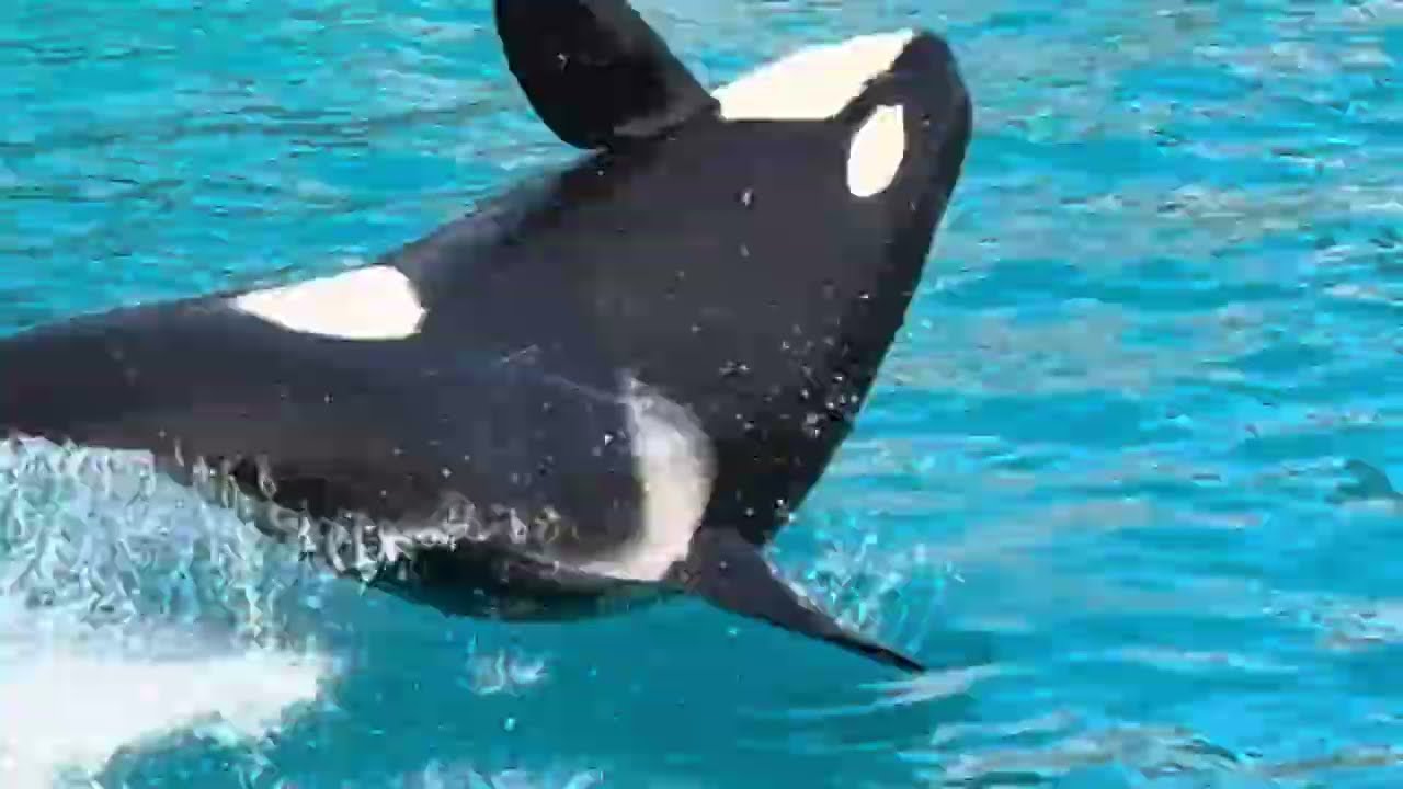 Шоу косаток