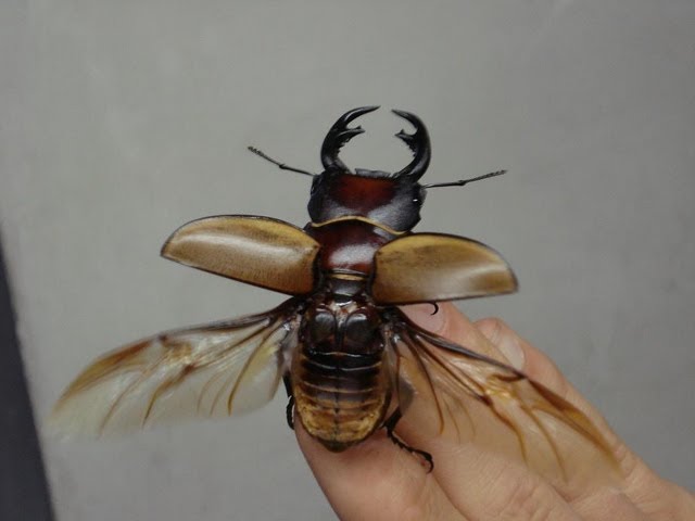FLYING! Stag Beetle / Fliegender Hirschkäfer! - Odontolabis