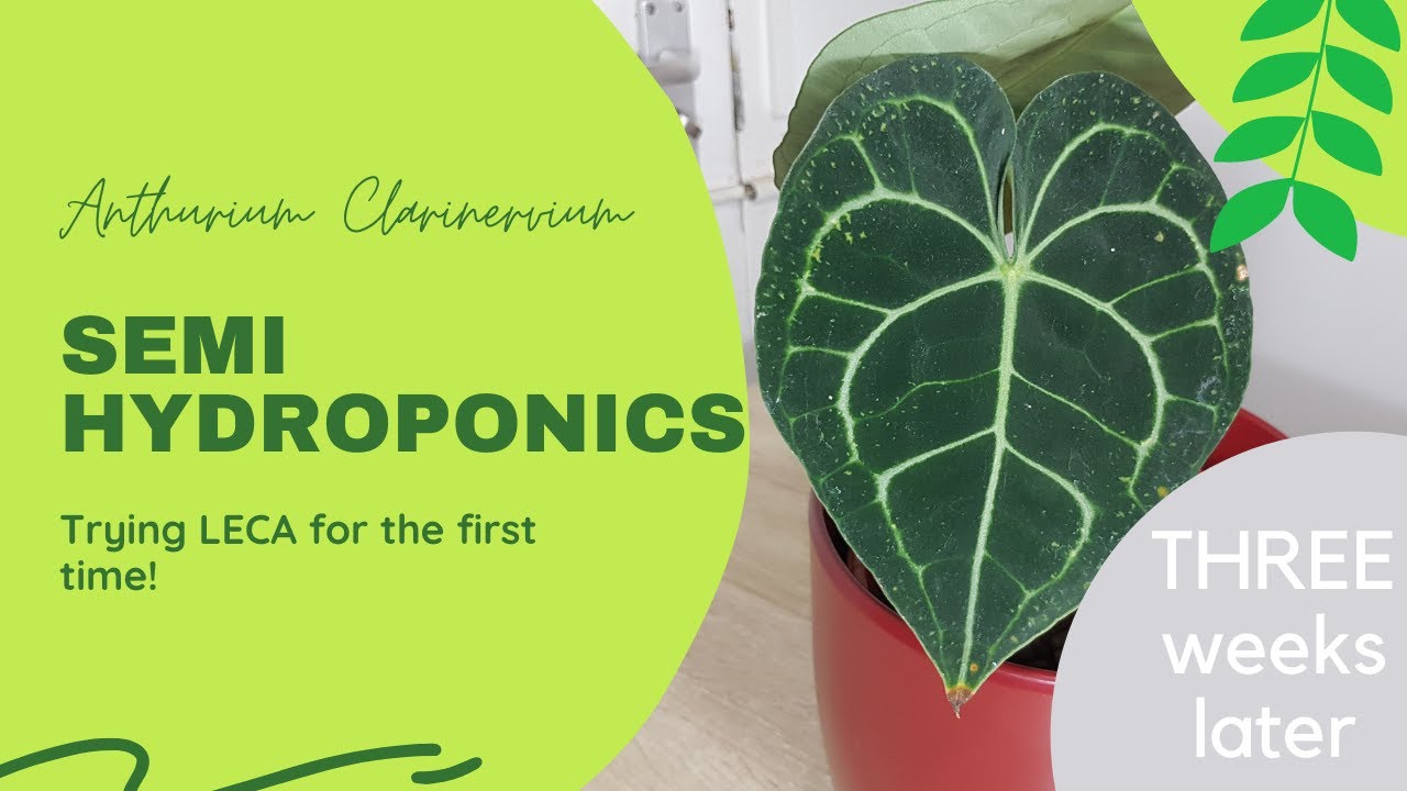Transitioning Anthurium Clarinervium To LECA - THREE weeks later | Semi  Hydroponics