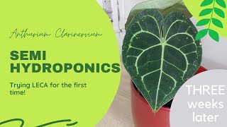Transitioning Anthurium Clarinervium To LECA - THREE weeks later | Semi Hydroponics