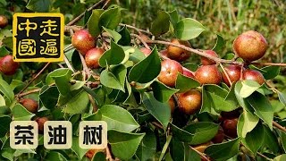 20141031 走遍中国 8集系列片《中国特产》（8）：油茶树上金果生