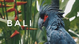 BALI 4K. TRAVELLERS PARADISE.