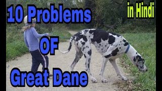 10 Problems OF Great Dane in hindi ||problems of dogs ||