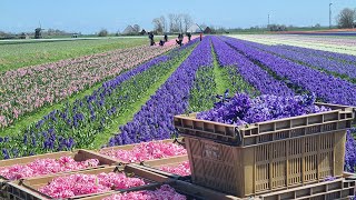 Biologisch geteelde hyacinten op praalwagen provincie tijdens Bloemencorso Bollenstreek 2024