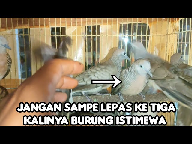 JANGAN SAMPAI LEPAS KE TIGA KALINYA BURUNG ISTIMEWA SEPERTI INI class=