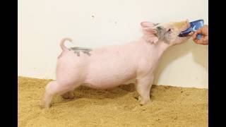 32-2  Crossbred Gilt