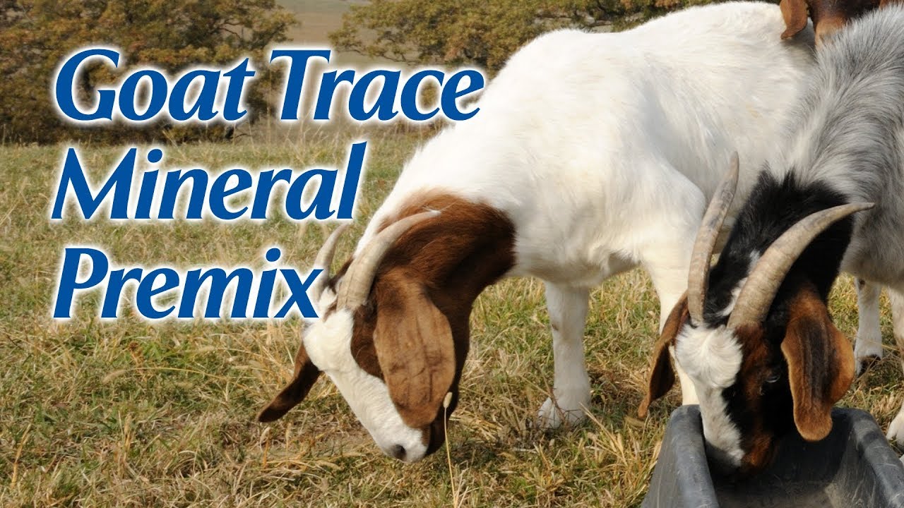 Goat Trace Mineral YouTube