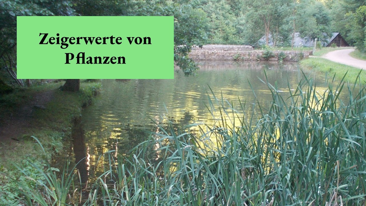 Zeigerwerte von Pflanzen