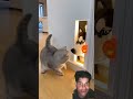 Cat Pressed the Sensor... But a HUSKY Head Ju😭😭