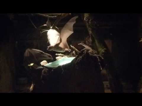 [SLOW-MO] Bats flying - Tennoji Zoo