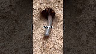 millipede in the cave #millipede #insects #ants #shorts