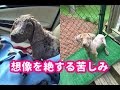 【感動実話】トラックから投げ捨てられ、身も心も傷だらけだった子犬。彼女を救ったのは、ある女性の優しさでした