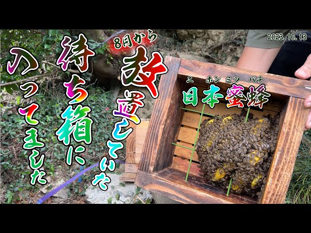 日本蜜蜂の天然100％ミツロウ 日本蜜蜂飼育に必修品、待受箱入居確実‼️ sddefault.jpg