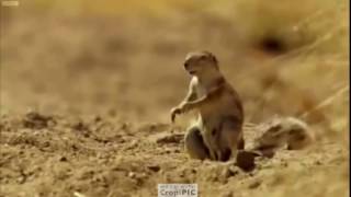 Amazed Squirrel Dropped Nut And Run