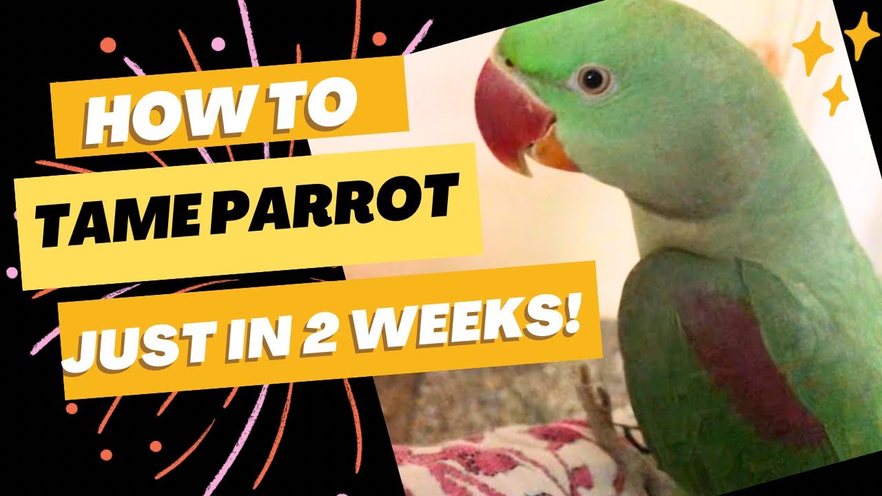 tame baby parrot || Parrot Hand tame training #babyparrot # ...