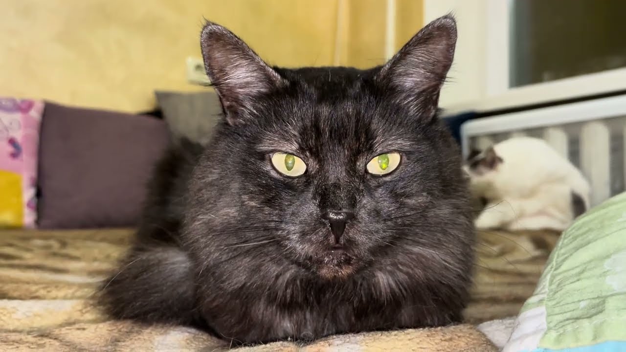 Cute Cat video for relaxation and good vibes. Blep. Sweet Cat video 4K for relaxation 